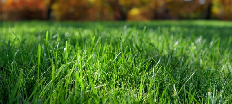 Holiday Lawn Maintenance