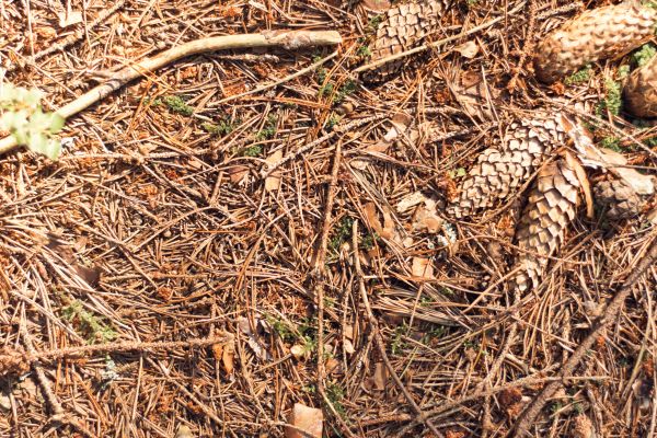 Pine Needles Removal in Greenfield