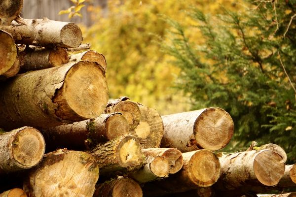 Wood Pile Removal in Greenfield