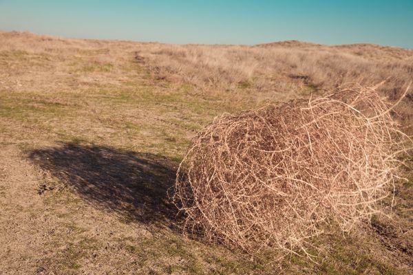 Tumbleweed Removal in Greenfield