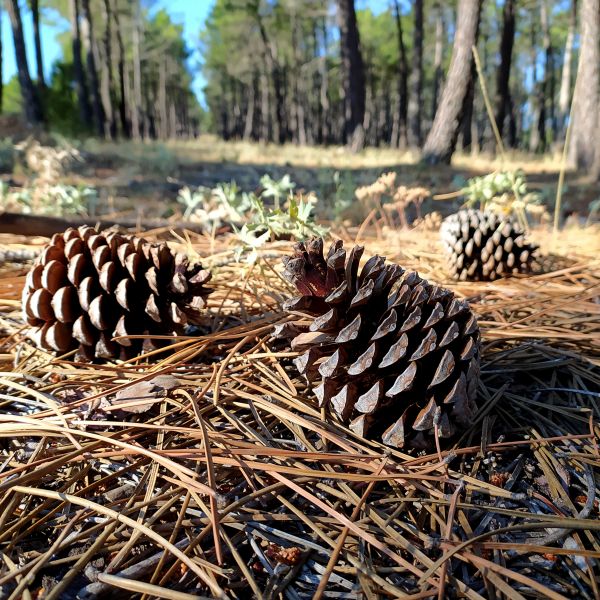 Pine Cone Removal in Greenfield