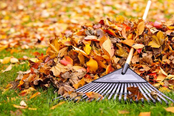 Yard Leaf Removal in Greenfield
