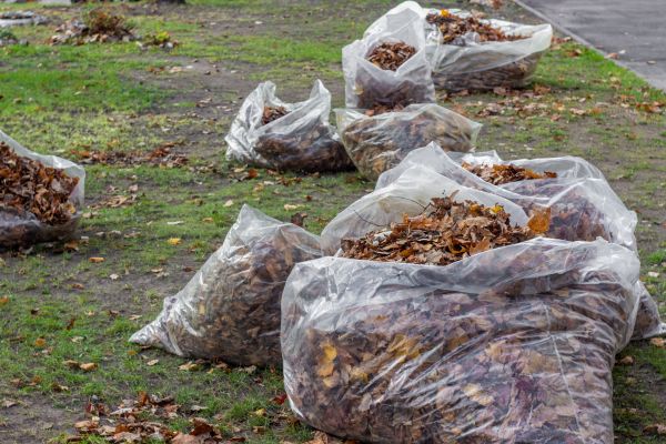 Leaf Pile Disposal in Greenfield