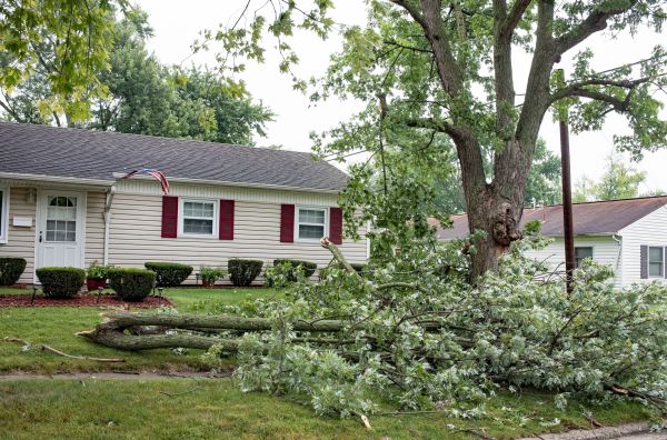 Fallen Branch Removal in Greenfield